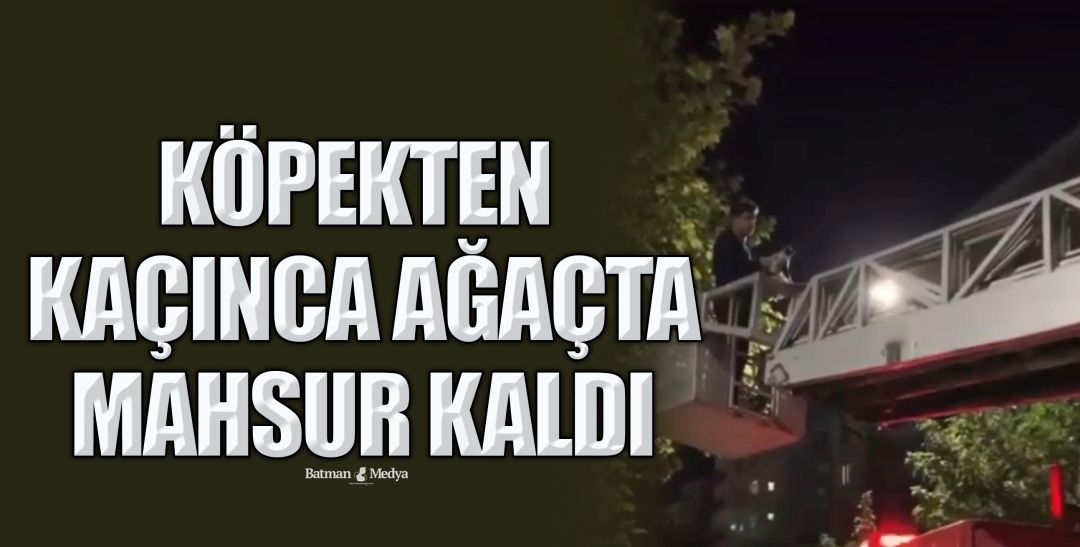 KÖPEKTEN KAÇINCA AĞAÇTA MAHSUR KALDI