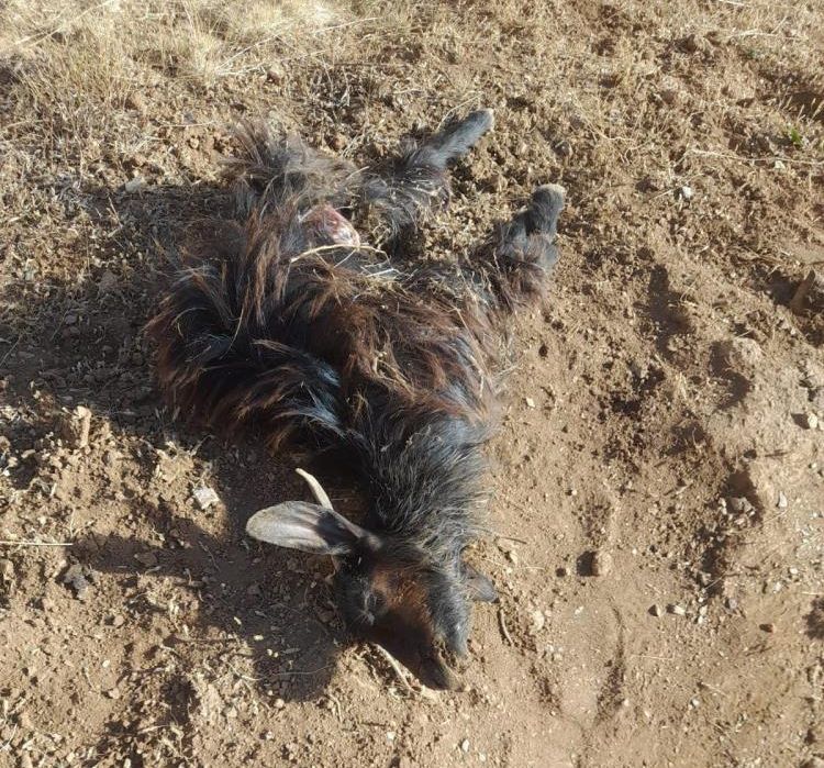 Kurtların saldırısına uğradılar