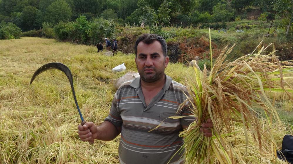 Asırlardır orakla pirinç hasadı yapılıyor