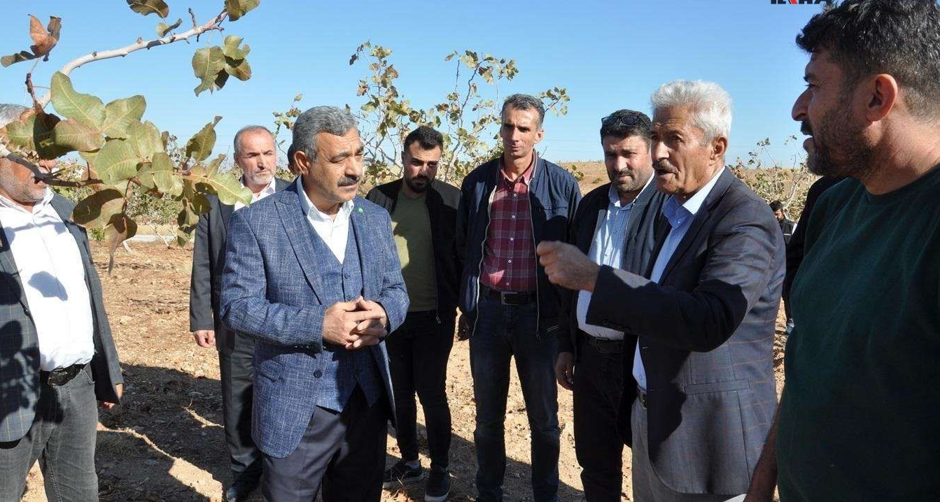 “Fıstık ağaçları konutlara heba edilmemeli”