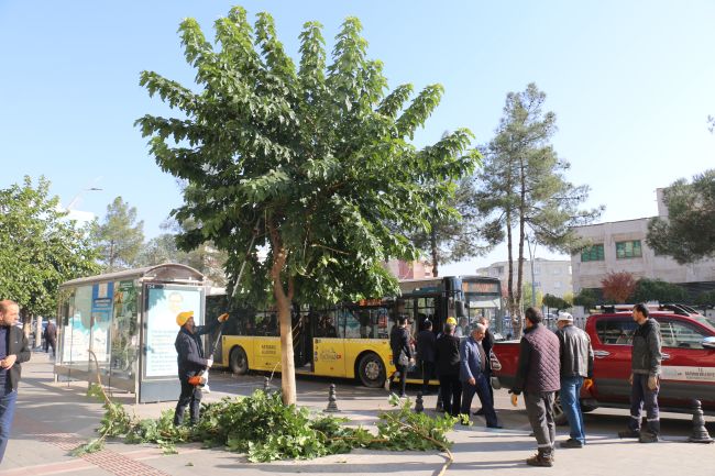 Sanat sokağında ağaçlar budandı