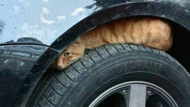 Aracınızın kaputuna iki defa vurun