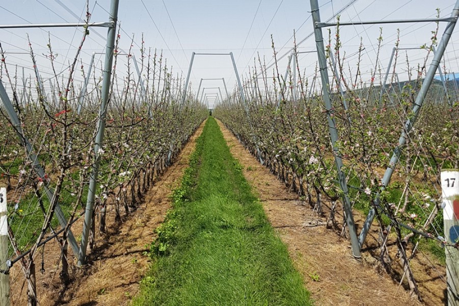 Çiftçilere hibe desteği başladı