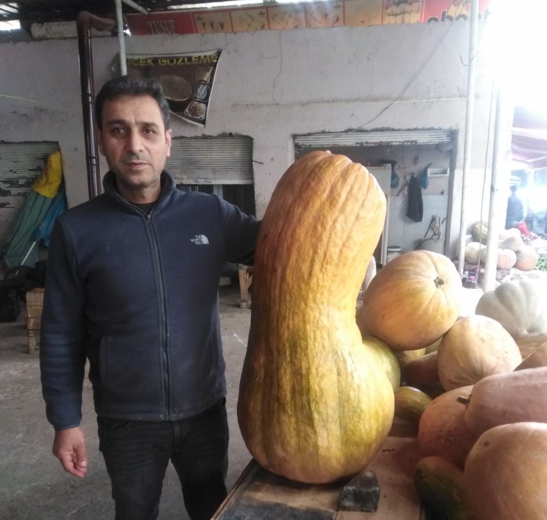 Dev kabaklar ilgi odağı oldu