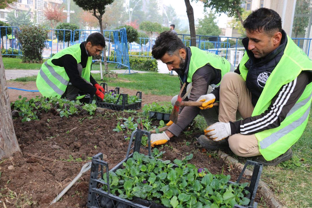 Kış çiçekleri ekiliyor