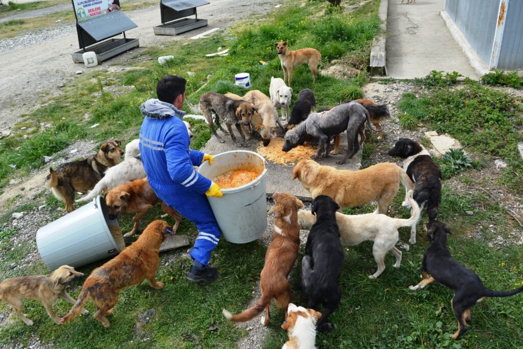“Kış geliyor, hayvanlar sahipsiz kalmasın”