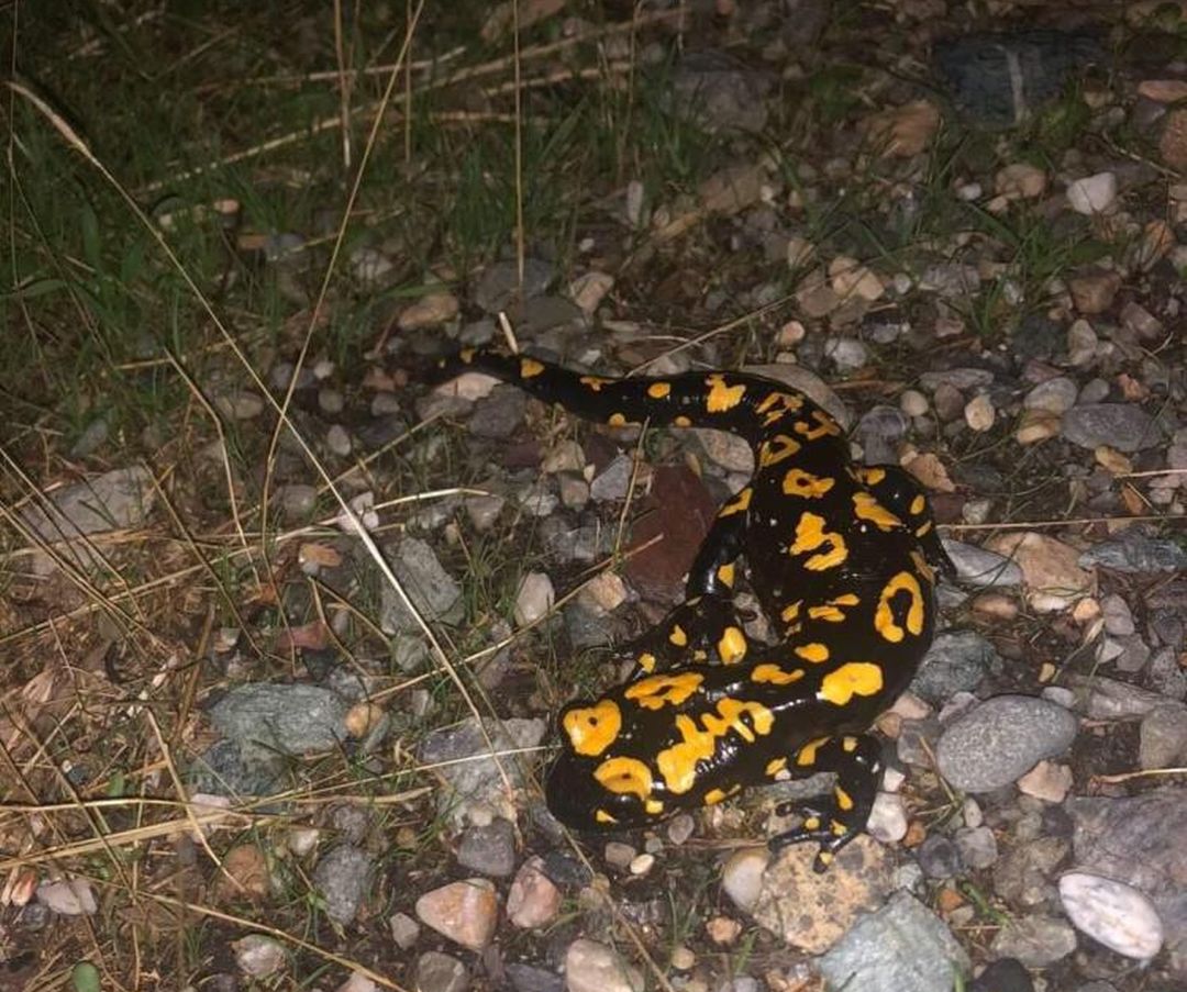 Kozluk’ta ‘sarı benekli semender’ görüldü