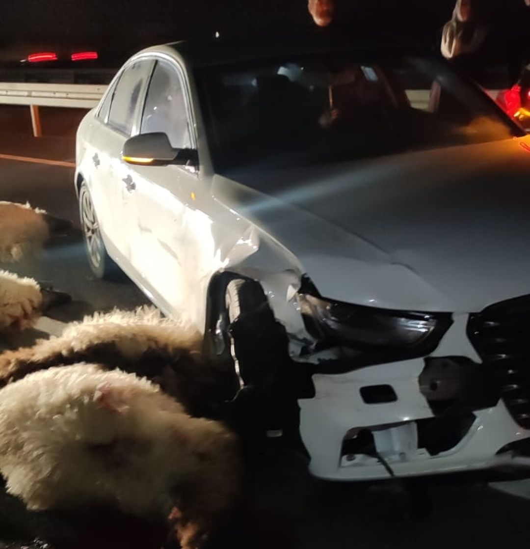 Yine koyun sürüsü kazası