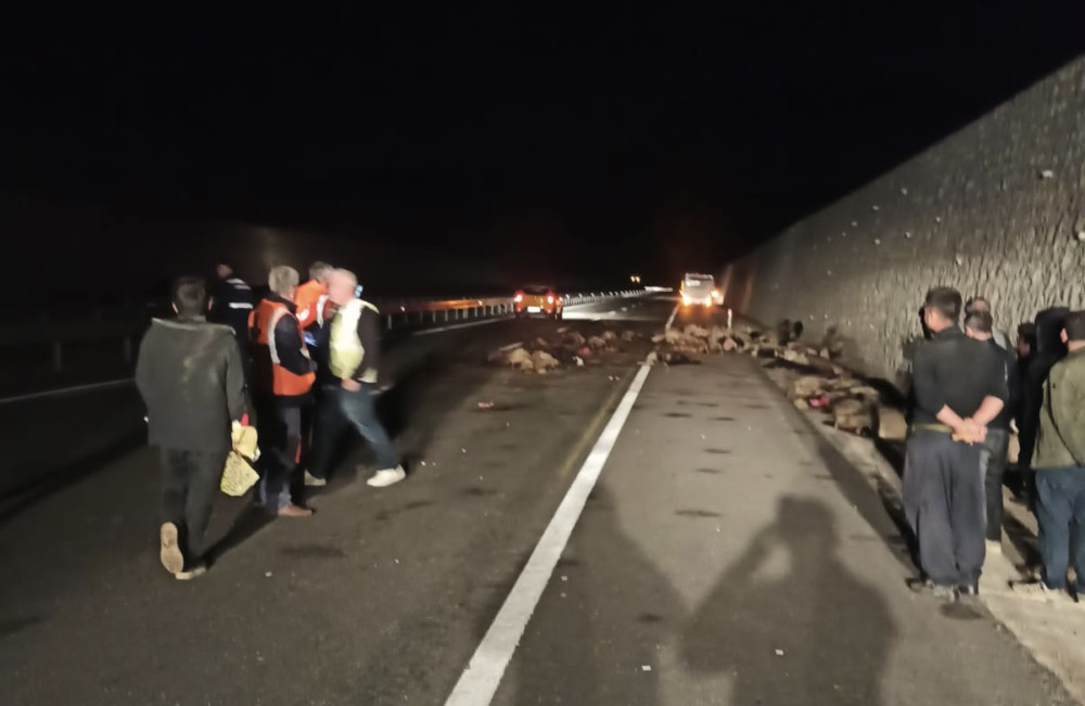 Tanker koyun sürüsüne daldı