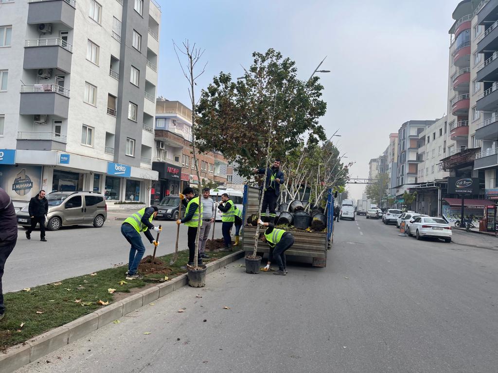 Bir ayda 1900 ağaç dikimi