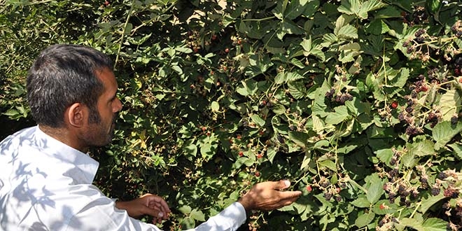 Çiftçilere hibe desteği uzatıldı