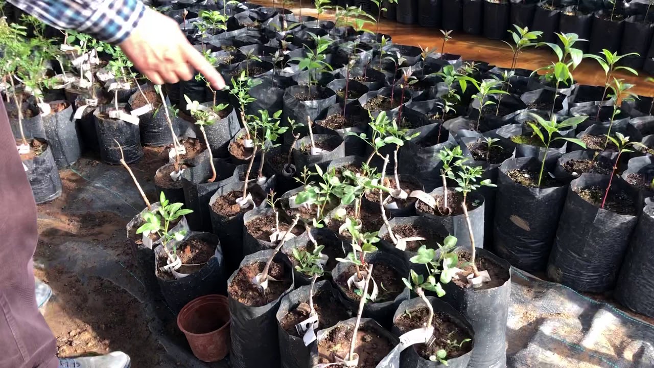 Tüplü fıstık fidanı başvuruları başladı