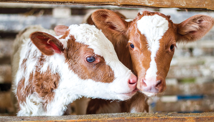 Buzağı desteklemesi sona eriyor