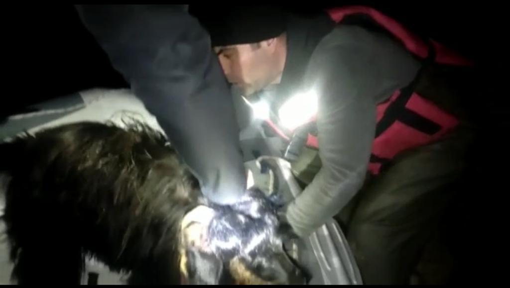 Keçilerin imdadına dalgıç ekipleri yetişti