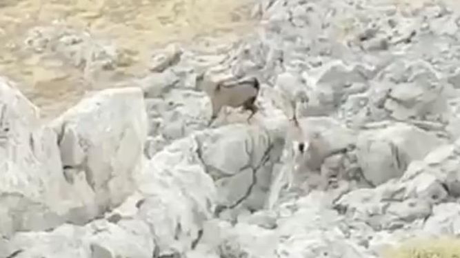 Kozluk’ta dağ keçisi görüntülendi