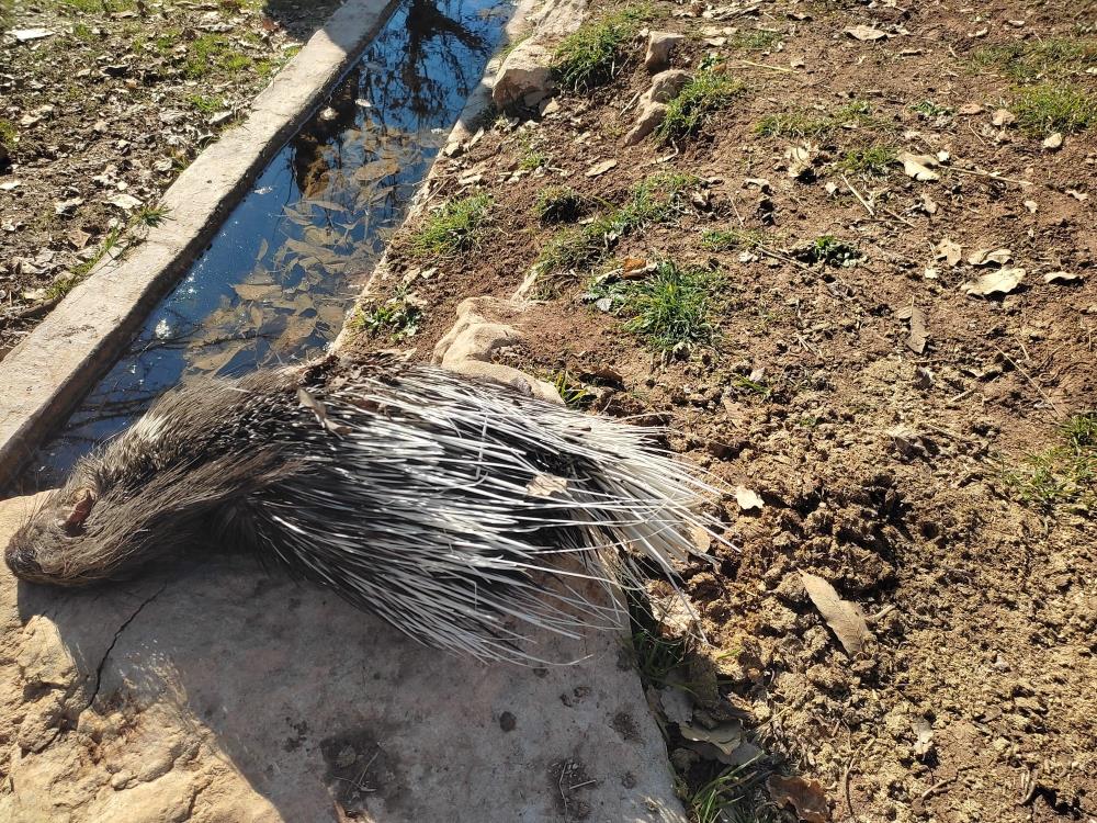 Oklu kirpi telef olmuş halde bulundu