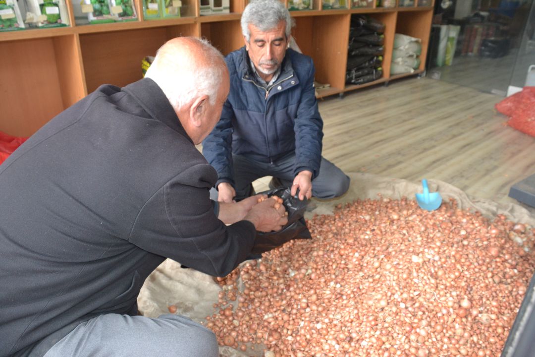 Arpacık soğanlara yoğun ilgi