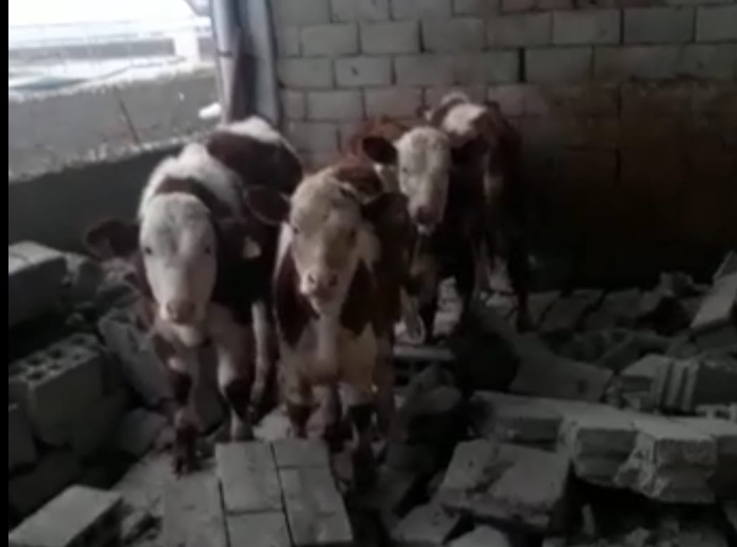 Deprem, Batman’da çiftlik yıktı