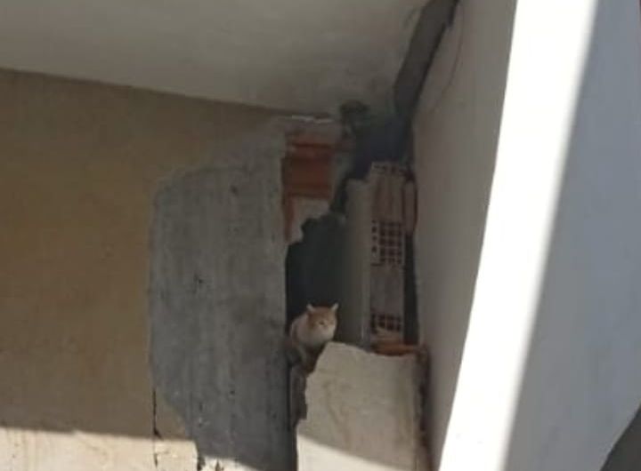 Kurtarılmayı bekleyen kedi, yangın ihbarına takıldı