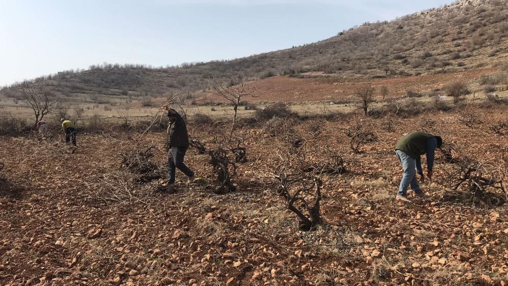 Bağ budama zamanı başladı