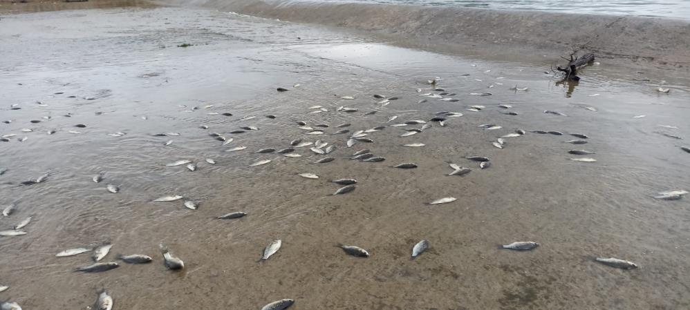 Binlerce balık telef oldu