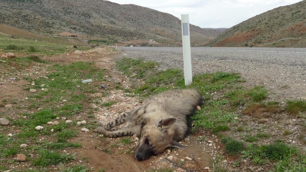 Çizgili sırtlan telef oldu