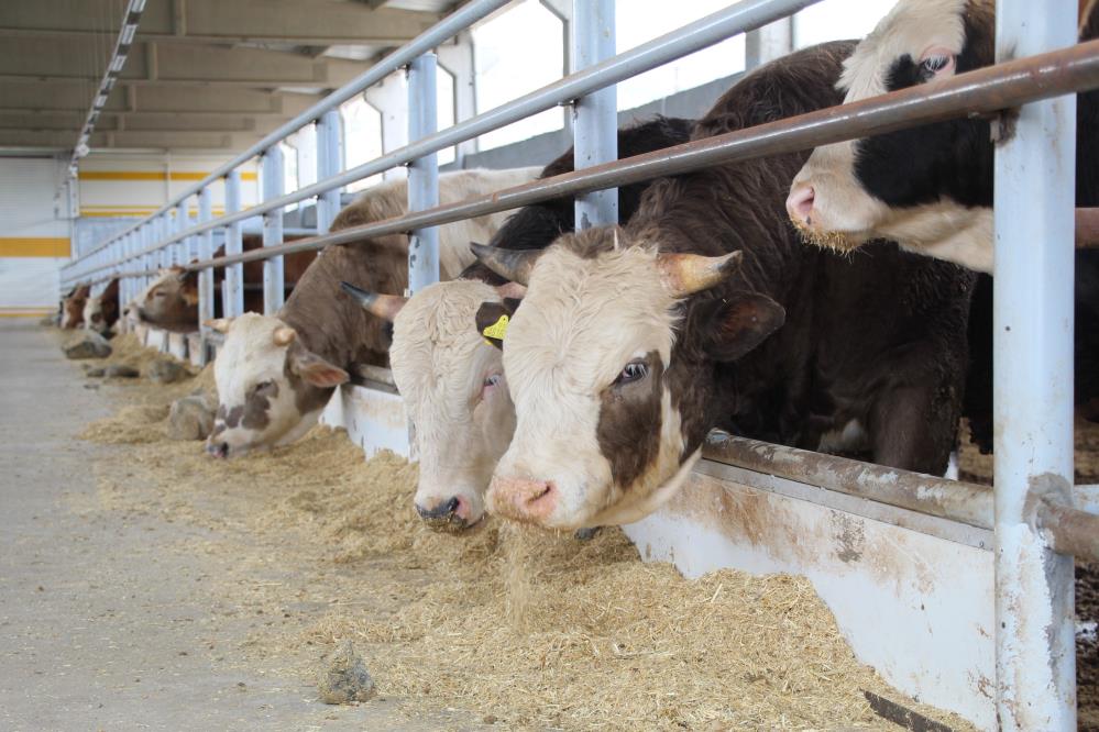 “Hayvan bulmakta zorlanıyoruz”