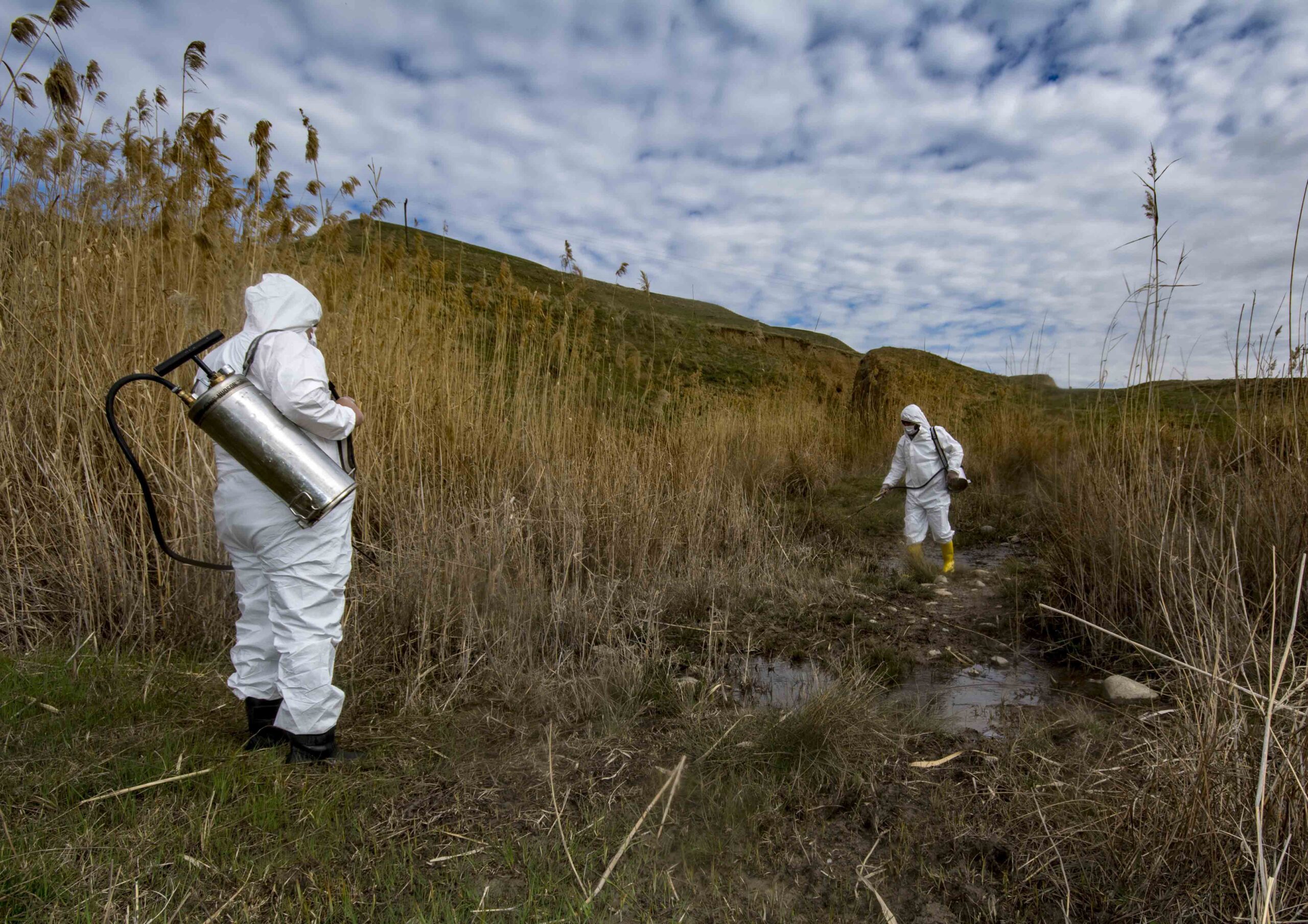 Larvaya karşı erken mücadele başladı
