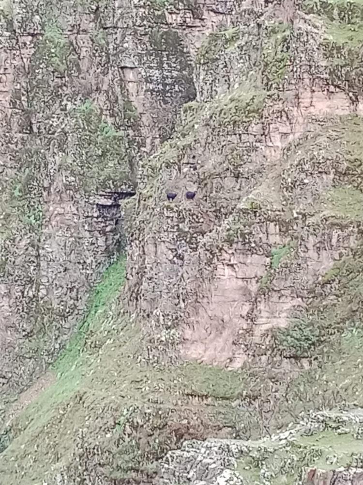4 Keçi kayalıklarda mahsur kaldı