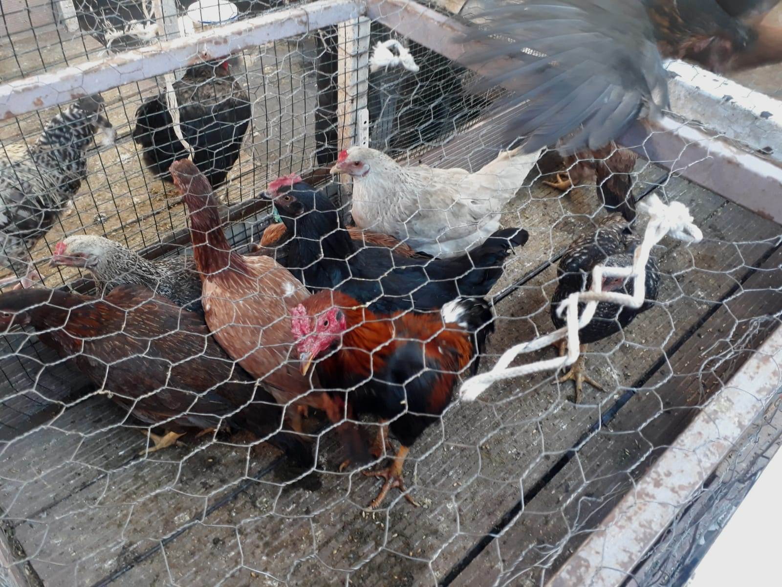 Bu tavukların fiyatı 450 lira