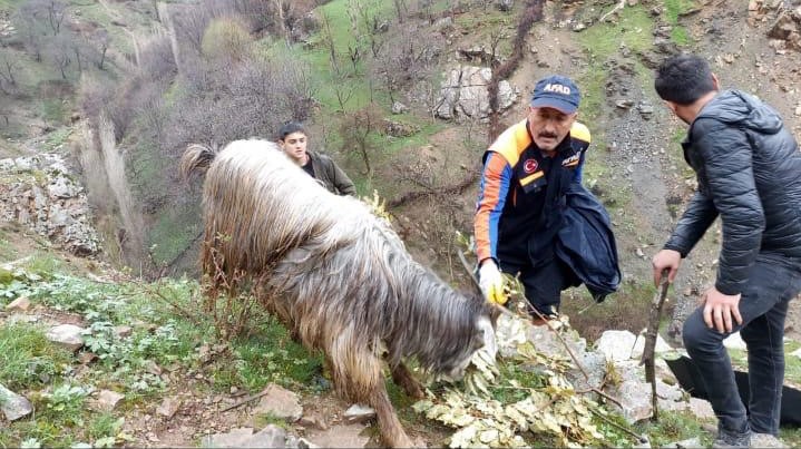 Mahsur keçiler kurtarıldı