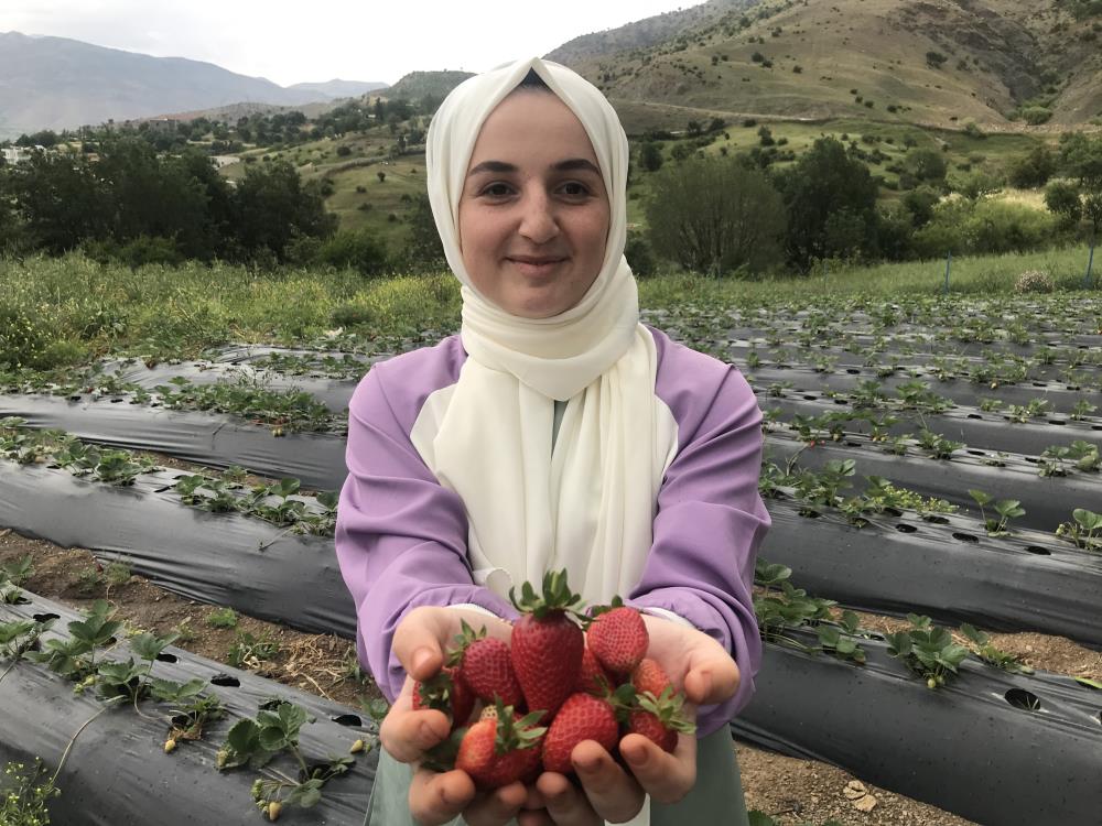 Çilekte 7 bin ton rekolte bekleniyor
