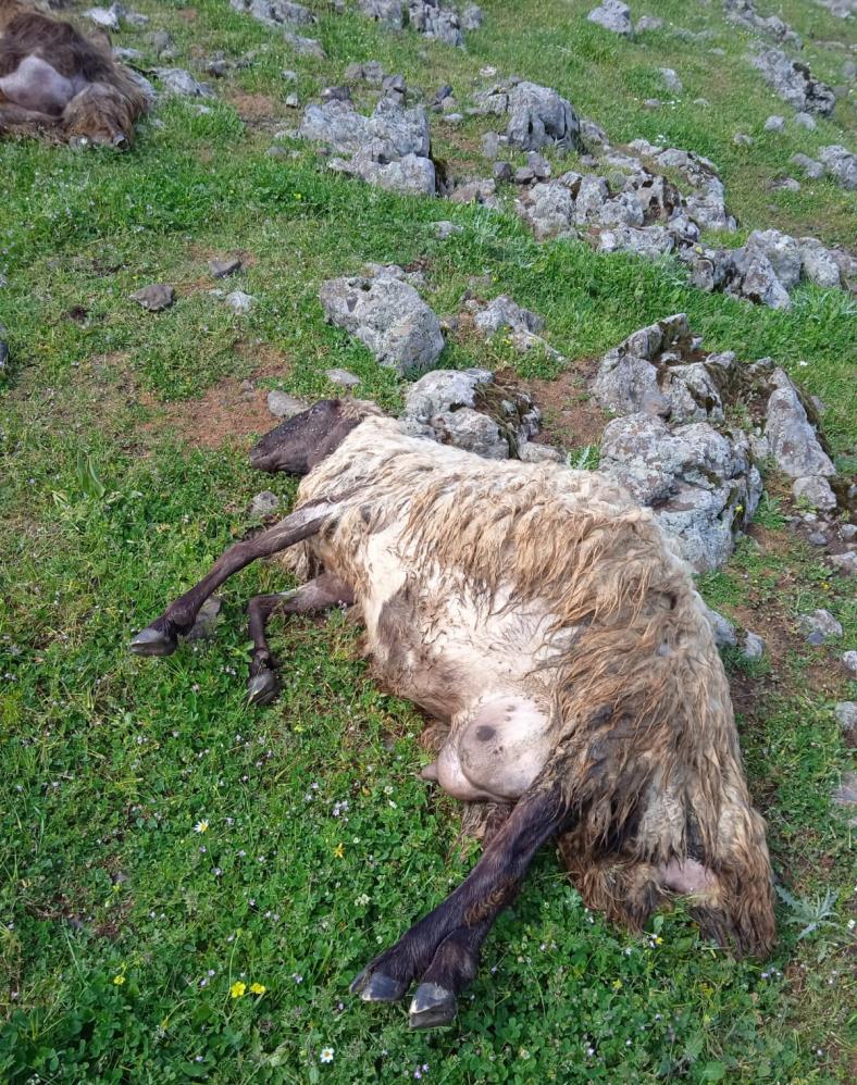 Çoban ve sürüsüne yıldırım çarptı