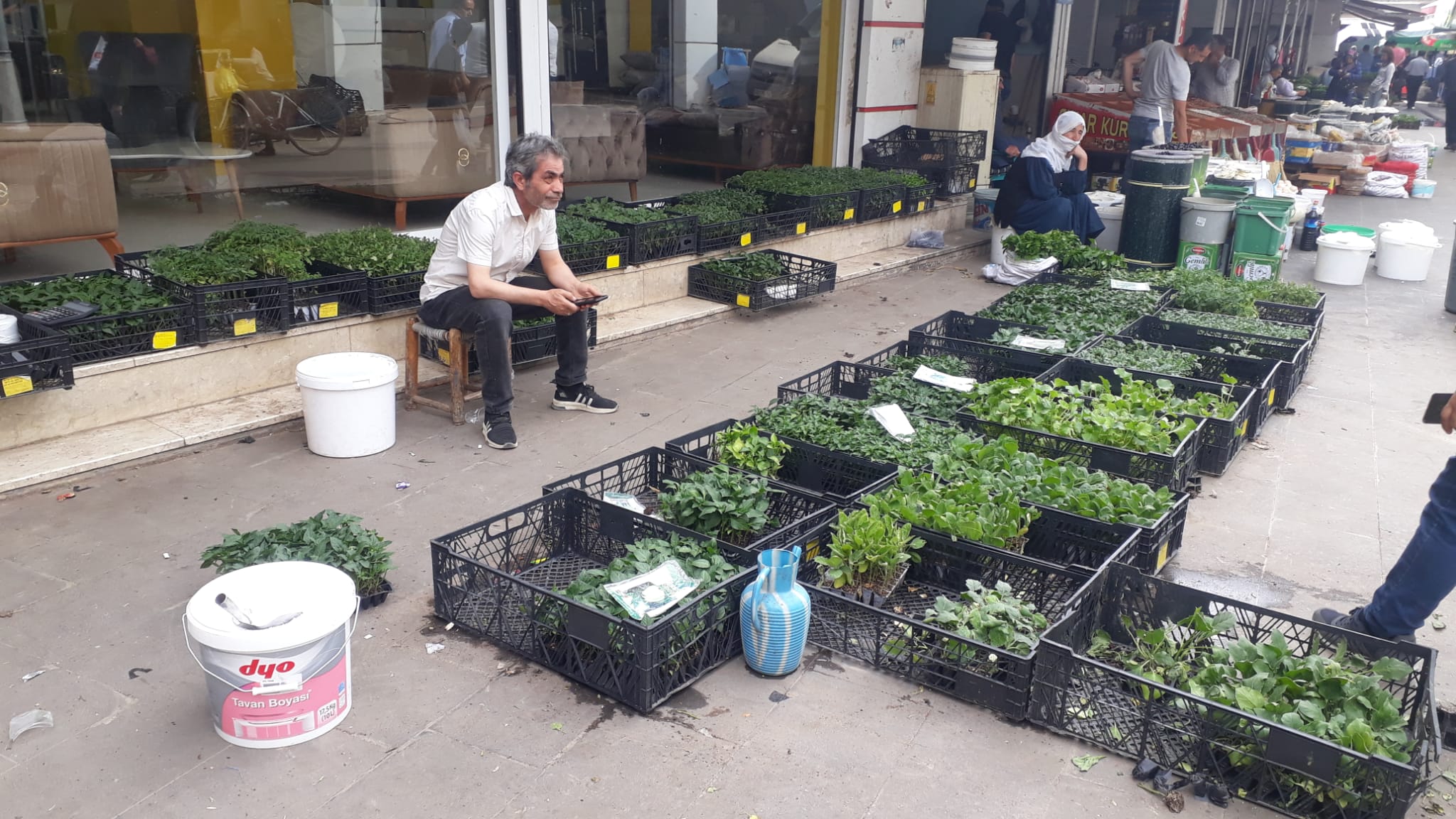 Fideler görücüye çıktı