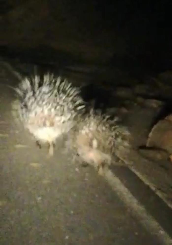 Oklu kirpiler gece gezintisinde