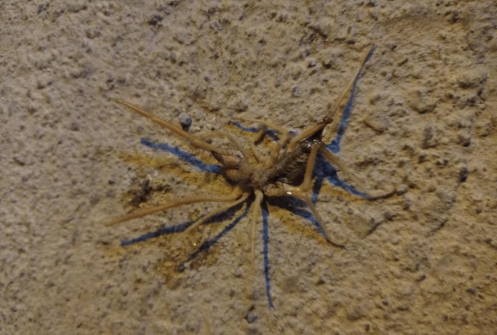 ‘Sarıkız’ örümceği paniği