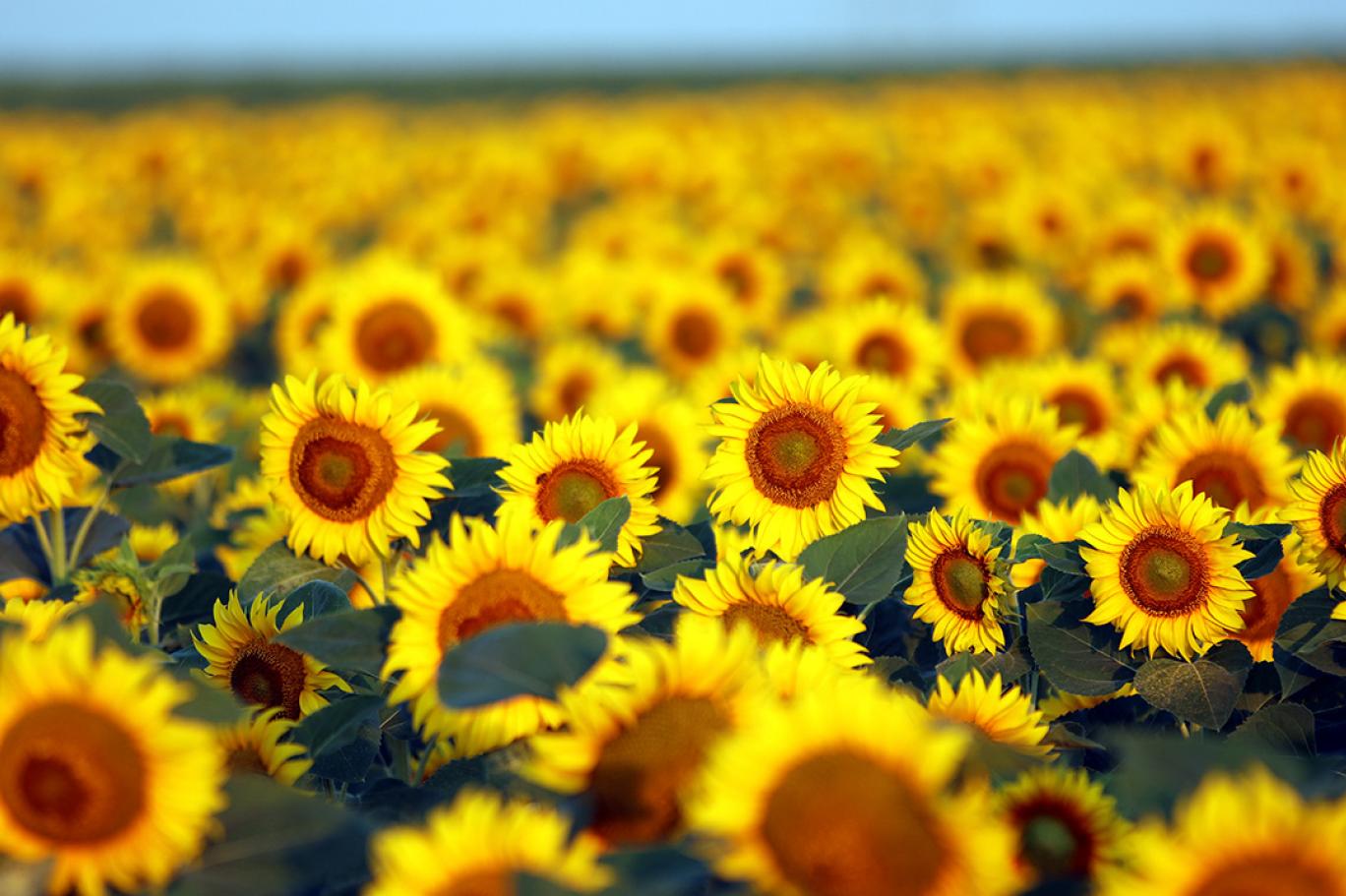 Ayçiçeği ön alım fiyatı açıklandı