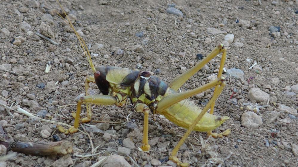 Etçil dev çekirge şaşırttı