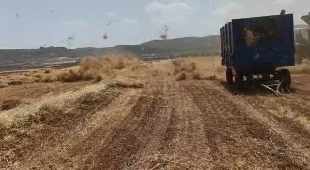 Fırtına mercimek tarlasını birbirine kattı