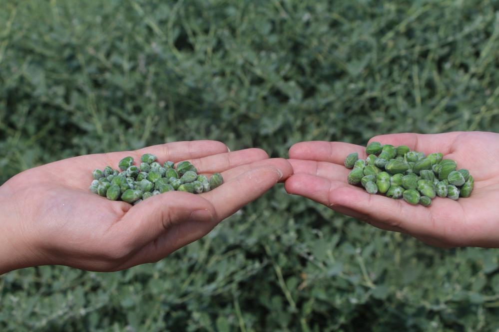 Kapari geçim kaynağı oldu