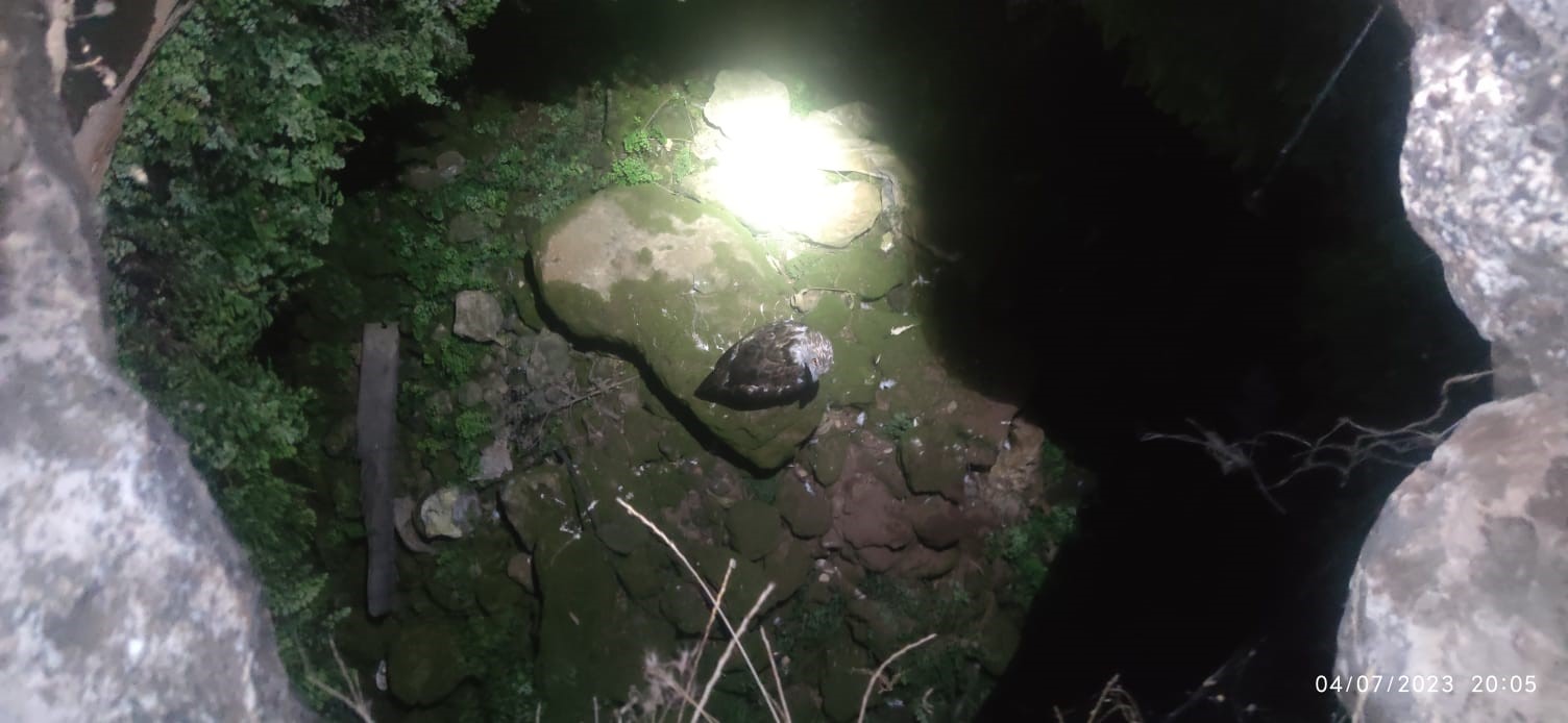 Kuyuya düşen yavru kartal kurtarıldı