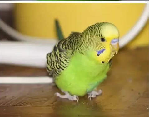 Muhabbet kuşu, fiyatını ikiye katladı