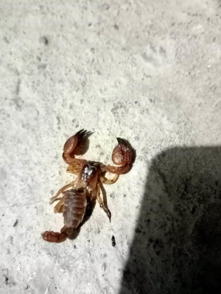 Öldü sanılan akrep hastanelik etti