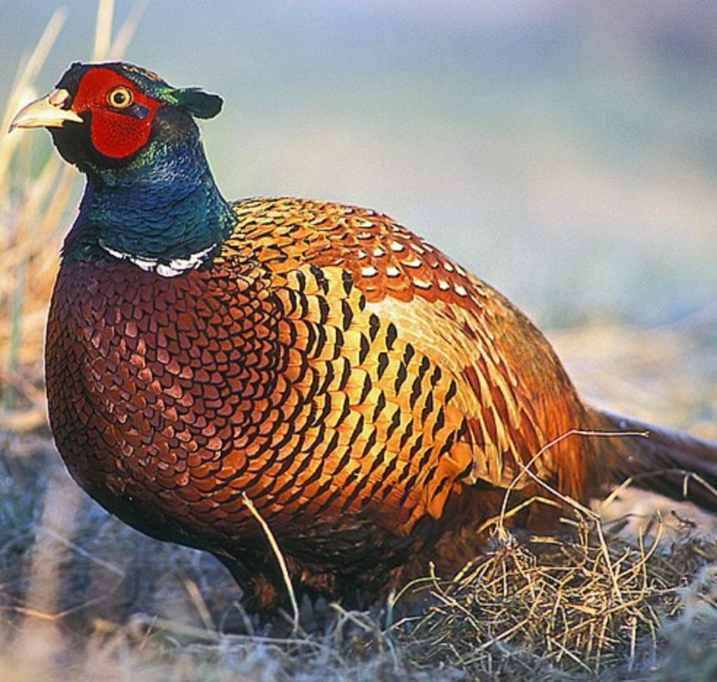 1500 Sülün doğaya bırakıldı