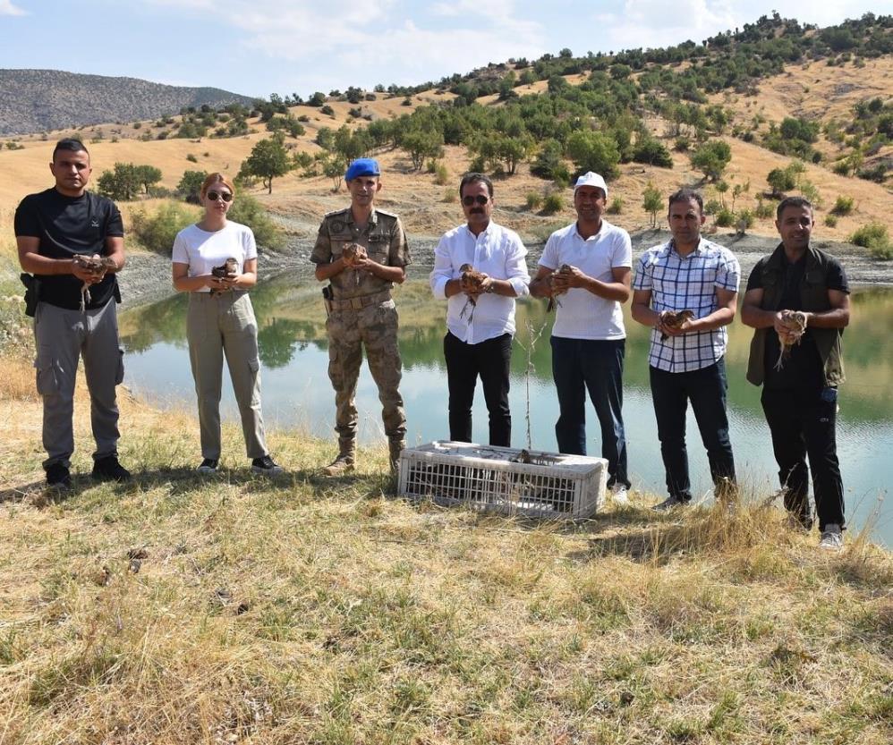 60 Sülün doğaya salındı