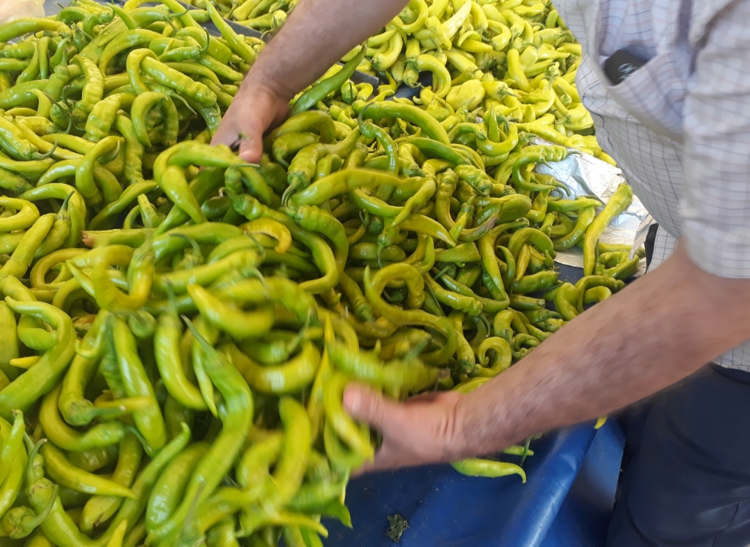 Biber ve patlıcan fiyatını korudu