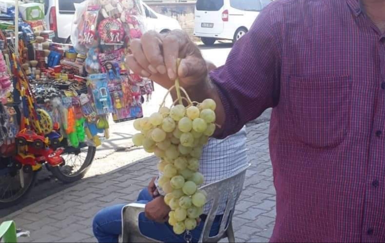 Zeyti üzümü havada kapışılıyor