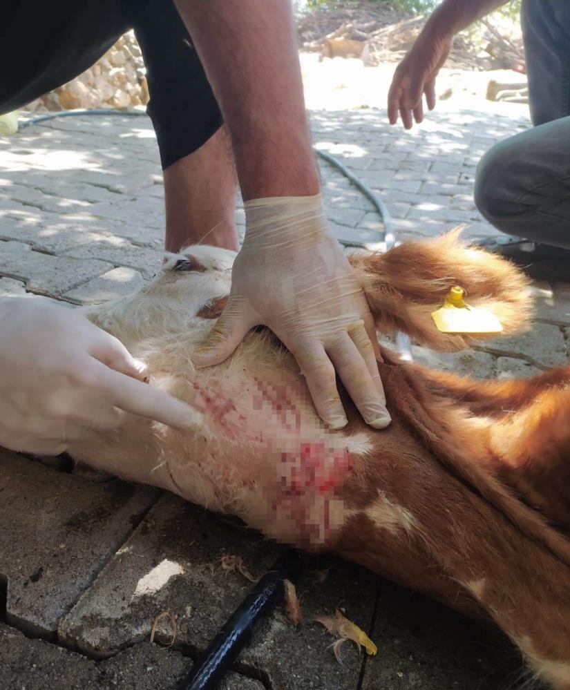 Besicilerin korkulu rüyası oldular