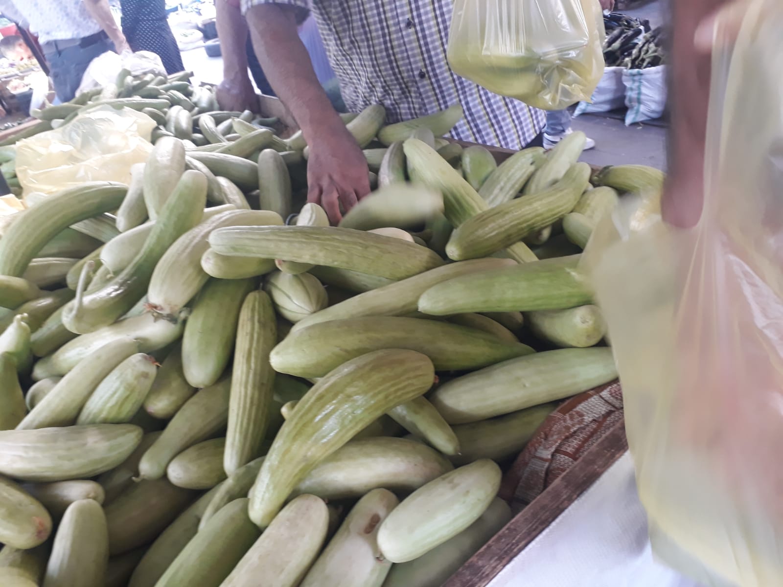 Segırka acurlarına yoğun ilgi