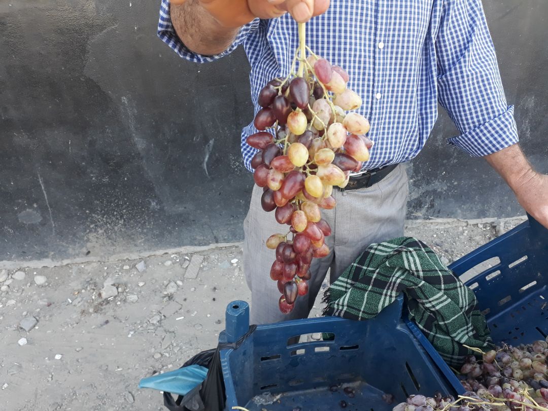Tayfi üzümlerine yoğun ilgi